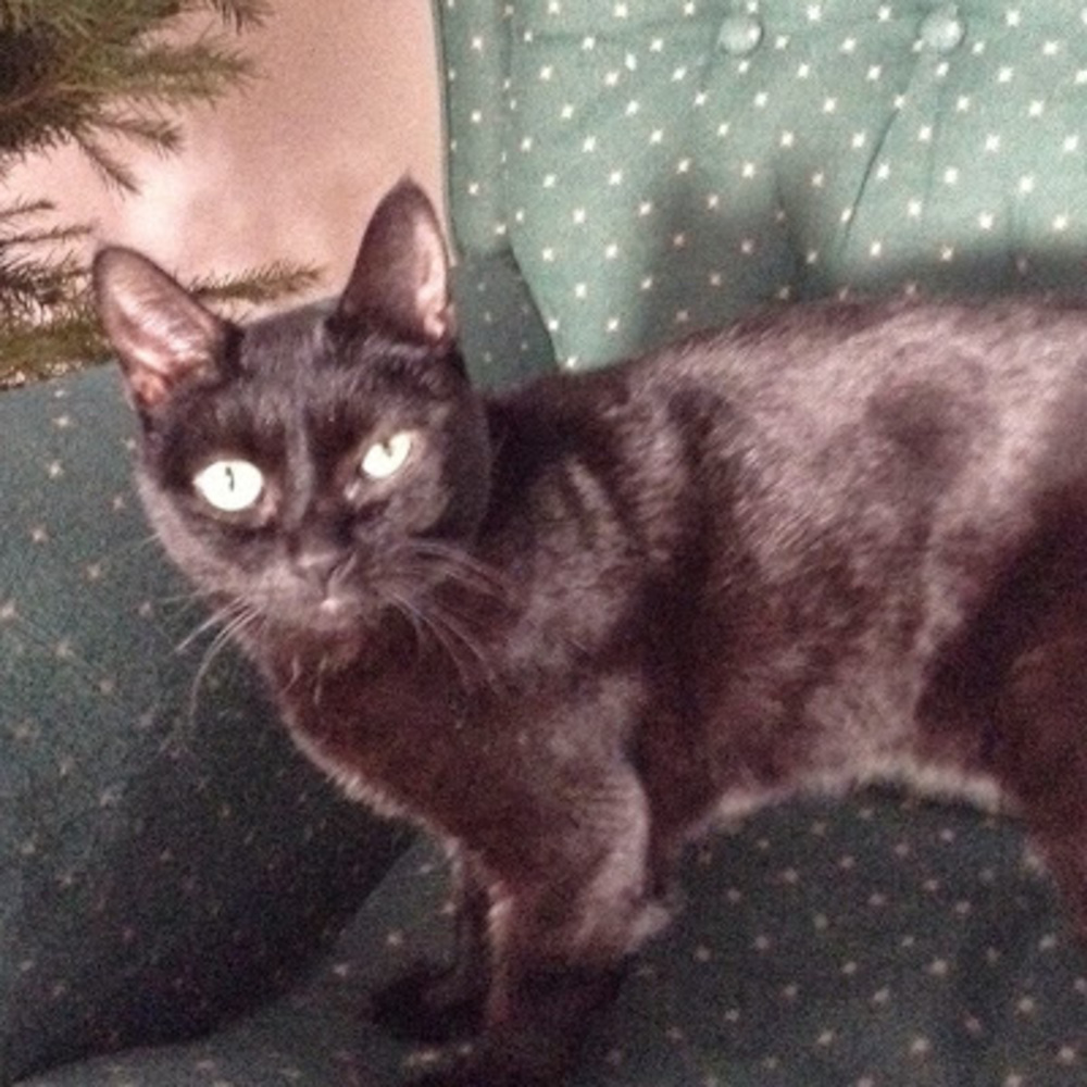 Meet your Posher, Olivia